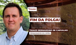 Thiago Bernardino de Carvalho - Pesquisador do Cepea