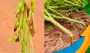 Douglas Marques e Fábio Pittelkon - Ger. de Pesq. da Syngenta e Dir. de Pesq. da Fundação Rio Verde