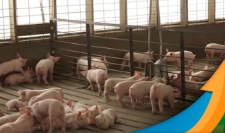 Wagner Hiroshi Yanaguizawa - Analista de Proteína Animal do Rabobank