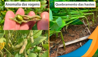 Felipe Araújo - Pesquisador de Fitotecnia na Fundação MT