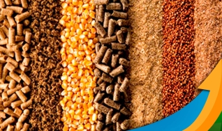 Clodys Menacho - Diretor comercial da Alltech do Brasil