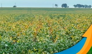 Ricardo Minoro - Diretor Técnico Comercial da Fazenda Quilombo