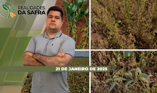 Realidades da Safra - Notícias Agrícolas