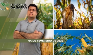 Realidades da Safra - Notícias Agrícolas