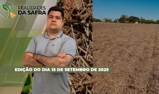 Realidades da Safra - Notícias Agrícolas