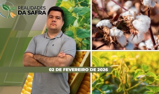 Realidades da Safra - Notícias Agrícolas
