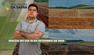 Realidades da Safra - Notícias Agrícolas