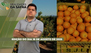 Realidades da Safra - Notícias Agrícolas