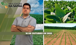 Realidades da Safra - Notícias Agrícolas