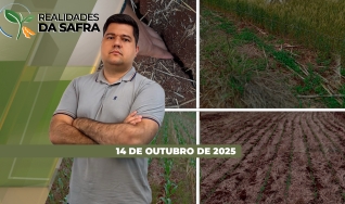Realidades da Safra - Notícias Agrícolas