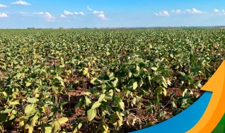 Albano Antônio Strieder - Engenheiro Agrônomo do Sindicato Rural de São Borja/RS