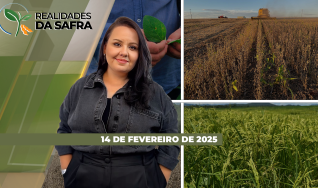 Realidades da Safra - Notícias Agrícolas