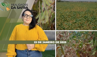 Realidades da Safra - Notícias Agrícolas