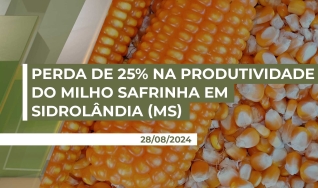 Paulo Renato Stefanello - Presidente do Sindicato Rural de Sidrolândia/MS