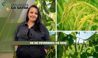 Realidades da Safra - Notícias Agrícolas