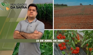 Realidades da Safra - Notícias Agrícolas