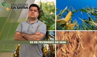 Realidades da Safra - Notícias Agrícolas