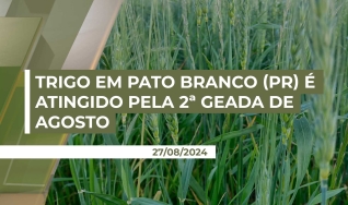 Luiz Parsianello - Trader na Cerealista R. N. Perusso