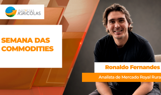 Ronaldo Fernandes - Analista de Mercado Royal Rural