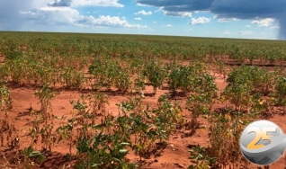 Carlos Eduardo M. Marquez - Produtor Rural de Caarapó/MS