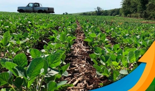 Albano Antônio Strieder - Engenheiro Agrônomo do Sindicato Rural de São Borja/RS