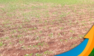 Antônio Rodrigues Neto - Técnico Agrícola da Casa da Lavoura de Dourados