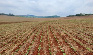 Marilson Dorigon - Produtor Rural na Região de Sertanópolis/PR