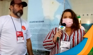 Café no Ceará: Produção de café sustentável, com boa pontuação, mas com dificuldade para aumentar produtividade