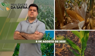 Realidades da Safra - Notícias Agrícolas