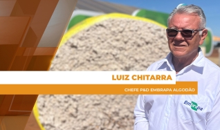 Luiz Chitarra - Chefe P&D Embrapa Algodão