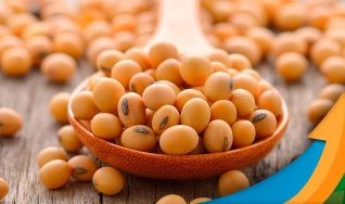 Ênio Fernandes - Consultor em Agronegócio da Terra Agronegócios