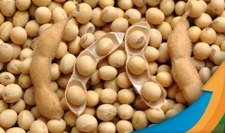 Ênio Fernandes - Consultor em Agronegócio da Terra Agronegócios