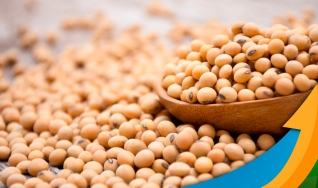 Mário Mariano Moraes Júnior - Diretor Comercial Agrosoya/Novo Rumo Commodities
