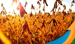 Matheus Itagiba - Analista de Macrotendências da Pátria AgroNegócios