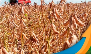 Cristiano Palavro - Diretor da Pátria Agronegócios