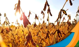 Eduardo Vanin - Analista de Mercado da Agrinvest