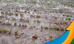 Junior Plautz - Engenheiro Agrônomo em Canoinhas/SC