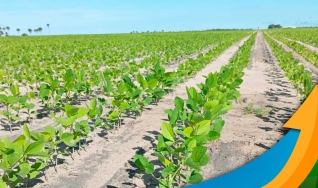 Alcione Nicoletti - Engenheiro Agrônomo e Produtor Rural