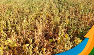 Felippe Reis - Analista de Safra da EarthDaily Agro