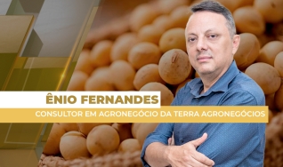 Ênio Fernandes - Consultor em Agronegócio da Terra Agronegócios