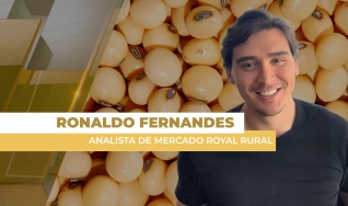 Ronaldo Fernandes - Analista de Mercado Royal Rural