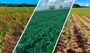 Ionaldo Morais Vilela - Produtor Rural na região de Mineiros/GO