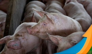Horrys Friaca - Esp. em Sanidade Agropecuária e Inocuidade de Alimentos
