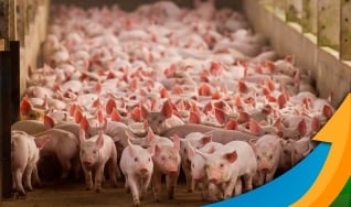 Marcos Antônio Spricigo - Produtor Rural e Proprietário de Frigorífico