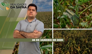 Realidades da Safra - Notícias Agrícolas