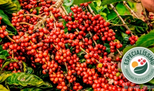 Wilson Vicente Soares - Cafeicultor e vencedor do Especialíssimo 2020