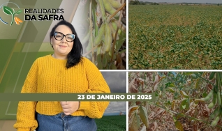 Realidades da Safra - Notícias Agrícolas