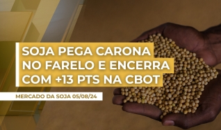 Alê Delara - Sócio Diretor da Pine Agronegócios