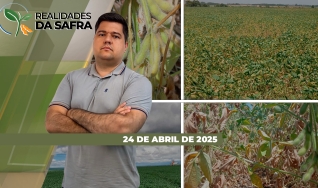 Realidades da Safra - Notícias Agrícolas