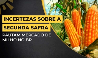 Stefan Podsclan - Consultor de Grãos e Projetos na Agrifatto